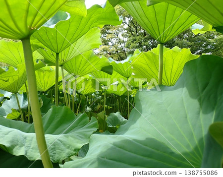 Looking up at lotus leaves at Shinobazu Pond Looking up at lotus leaves at Shinobazu Pond 138755086