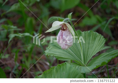 Cypripedium macranthos: A rare wild orchid that blooms in the lush green forests. 138755122