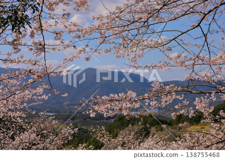 櫻花環繞的山脈:新城和市川的櫻花。 櫻花環繞的山脈:新城和市川的櫻花。 138755468