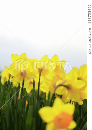 Daffodils blooming towards the sky Daffodils blooming towards the sky 138755492