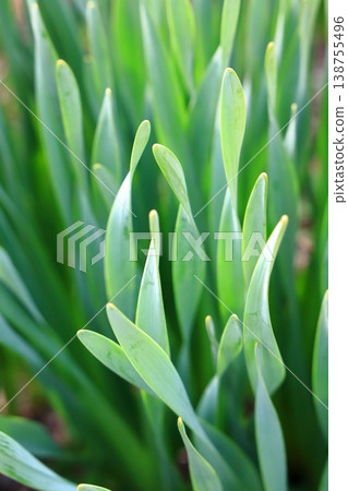 The beautiful, undulating leaves of the daffodil The beautiful, undulating leaves of the daffodil 138755496