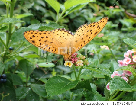 一隻雄性豹紋蝶和一朵馬纓丹花。 138755497