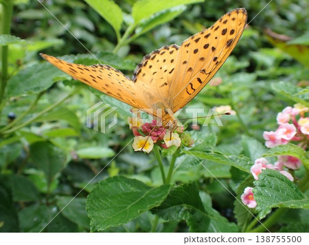 A male Common Leopard butterfly and a lantana flower. A male Common Leopard butterfly and a lantana flower. 138755500