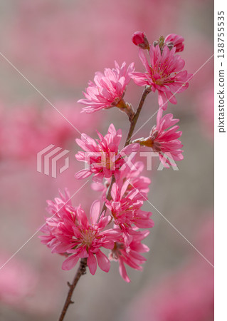 Flower peach (Chrysanthemum peach) Flower peach (Chrysanthemum peach) 138755535