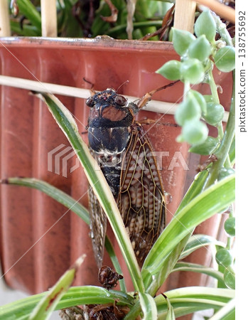 Brown cicada 138755692