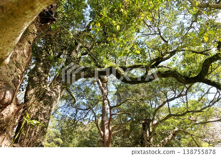 Mountain shrine, shrine, Machilus thunbergii tree Mountain shrine, shrine, Machilus thunbergii tree 138755878