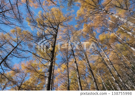 Larch leaves stand out against the autumn sky; a coniferous forest bathed in light and golden hues. Larch leaves stand out against the autumn sky; a coniferous forest bathed in light and golden hues. 138755998