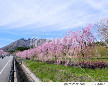 Sakuramichi (Cherry Blossom Road), Takamori Town, Kumamoto Prefecture Sakuramichi (Cherry Blossom Road), Takamori Town, Kumamoto Prefecture 138756064