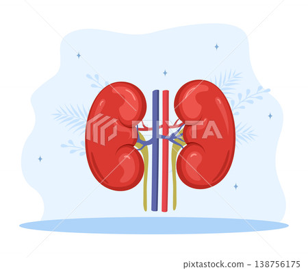 Human kidney icon. Internal organ. Nephrology and anatomy concept. Medical vector illustration in flat cartoon style Human kidney icon. Internal organ. Nephrology and anatomy concept. Medical vector illustration in flat cartoon style 138756175