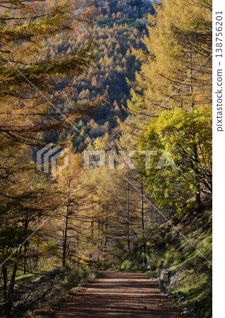 秋日的陽光灑滿落葉松林，一條碎石路在你面前延伸開來，遠處的山坡上落葉金黃，景色宜人——這是一幅美麗的秋日景象。 138756201
