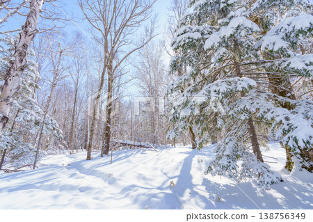 Winter forests of Hokkaido: A silvery snowscape and scenes of snow hiking. 138756349
