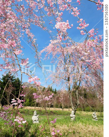 Cherry blossoms of Aso, Sakuramichi (Cherry Blossom Path) in Takamori Town, Kumamoto Prefecture Cherry blossoms of Aso, Sakuramichi (Cherry Blossom Path) in Takamori Town, Kumamoto Prefecture 138756380
