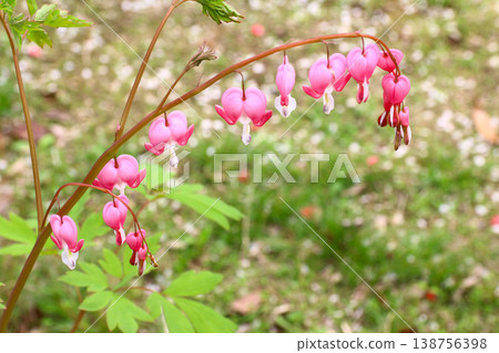 Beautiful Pink Bleeding Heart Flowers Hanging on Branch Beautiful Pink Bleeding Heart Flowers Hanging on Branch 138756398