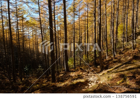 The golden leaves of the larch trees gleam in the backlight, illuminating the autumn forest with golden light. The golden leaves of the larch trees gleam in the backlight, illuminating the autumn forest with golden light. 138756591