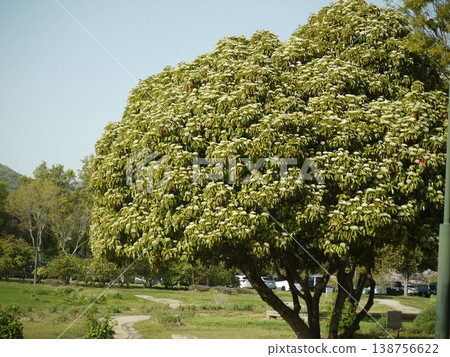 The large-leaved photinia tree in the park The large-leaved photinia tree in the park 138756622