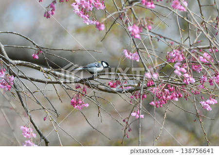 Cherry Blossoms Cherry Blossoms 138756641