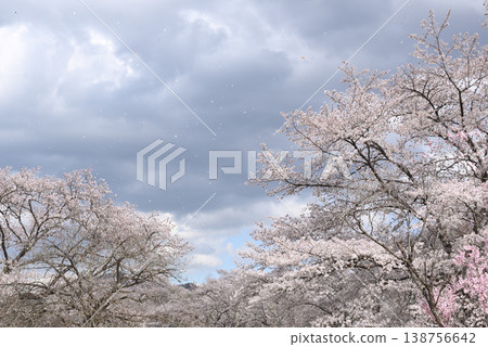 Cherry Blossoms	 138756642