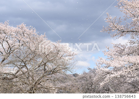 Cherry Blossoms Cherry Blossoms 138756643