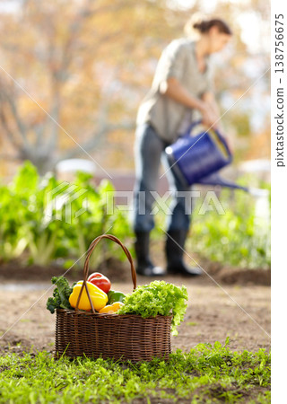 Water, vegetables or farmer gardening for agriculture or sustainability for harvest or agro business. Blur, farming or woman working on fresh natural produce for wellness, organic growth or nutrition Water, vegetables or farmer gardening for agriculture or sustainability for harvest or agro business. Blur, farming or woman working on fresh natural produce for wellness, organic growth or nutrition 138756675