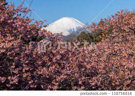 神奈川縣足柄上郡松田町松田蒼涼 西平畑公園的早開花 河津櫻花上白雪覆蓋的富士山 神奈川縣足柄上郡松田町松田蒼涼 西平畑公園的早開花 河津櫻花上白雪覆蓋的富士山 138756816
