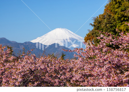 神奈川縣足柄上郡松田町松田蒼涼 西平畑公園的早開花 河津櫻花上白雪覆蓋的富士山 神奈川縣足柄上郡松田町松田蒼涼 西平畑公園的早開花 河津櫻花上白雪覆蓋的富士山 138756817