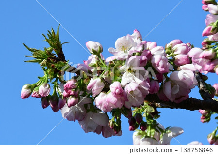 Yokowa cherry blossoms and blue sky Yokowa cherry blossoms and blue sky 138756846