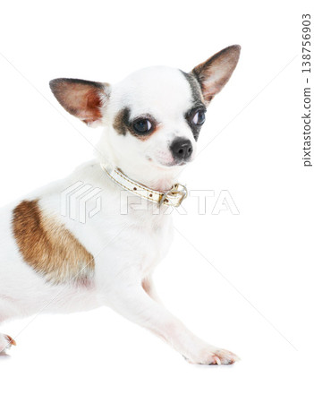 Portrait, dog or chihuahua in studio isolated on a white background for animal care or companion. Puppy, pet and loyalty with an adorable little purebred canine on a backdrop for trust or friendship Portrait, dog or chihuahua in studio isolated on a white background for animal care or companion. Puppy, pet and loyalty with an adorable little purebred canine on a backdrop for trust or friendship 138756903