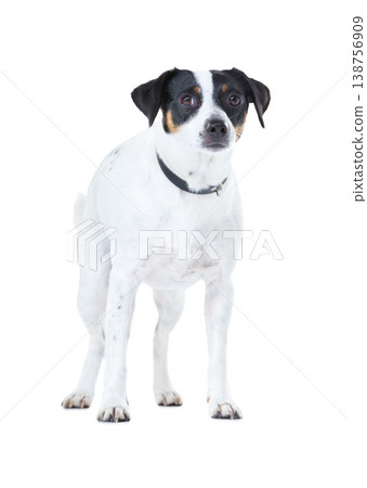 Dog, family pet and portrait white background animal care, coat health and domestic puppy. Jack russell, face and collar mockup space in studio for loyalty terrier love, adoption companion and safety Dog, family pet and portrait white background animal care, coat health and domestic puppy. Jack russell, face and collar mockup space in studio for loyalty terrier love, adoption companion and safety 138756909