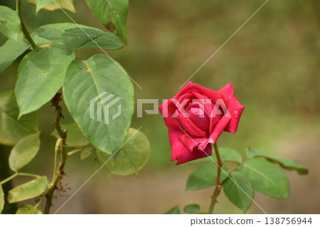 A lovely red autumn rose 138756944