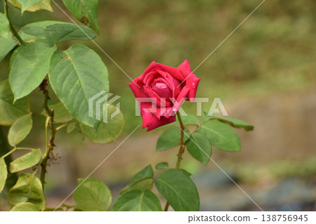 A lovely red autumn rose 138756945