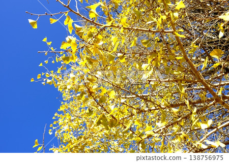Ginkgo leaves and blue sky background material: Natural autumn texture 138756975