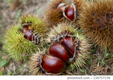 Autumn taste: delicious chestnuts Autumn taste: delicious chestnuts 138757236