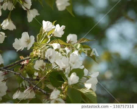 Oshimazakura白花 Oshimazakura白花 138757318