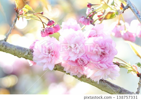 A beautiful double cherry tree A beautiful double cherry tree 138757331