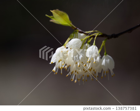 Halesia, with its many white flowers hanging down. 138757381