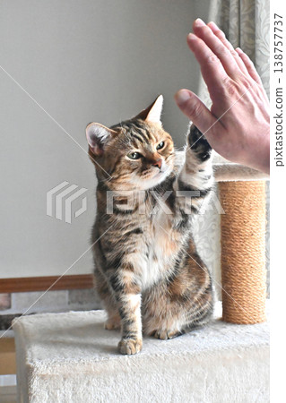 Cat greeting with a high five Cat greeting with a high five 138757737