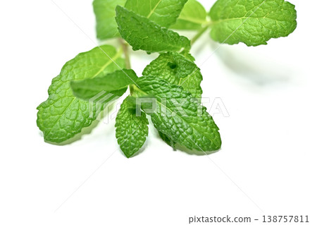 薄荷 薄荷 138757811