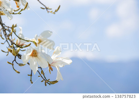 Fist of Flowers and blue sky 138757823