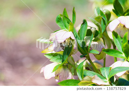 Christmas rose 138757829