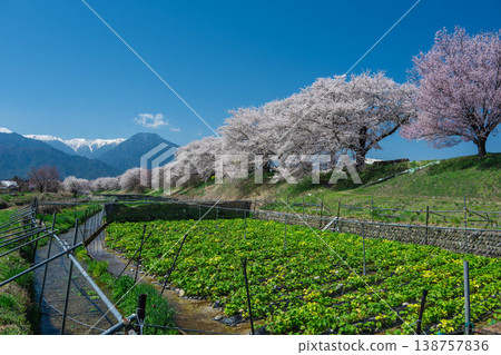 Cherry blossoms and wasabi fields at the Early Spring Song monument 138757836