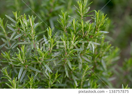 Rosemary	 138757875
