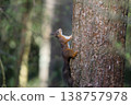 Red squirrel climbing pine tree trunk in forest 138757978