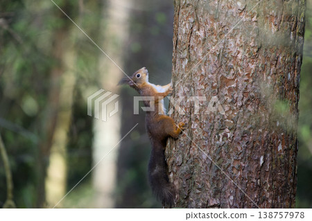 Red squirrel climbing pine tree trunk in forest 138757978