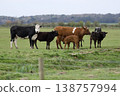 Livestock grazing in green pasture with young calves, wales 138757994