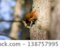 Red squirrel climbing down tree trunk in forest 138757995