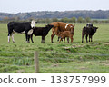 Cattle herd with calves grazing green pasture in wales 138757999