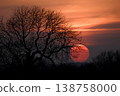 Bare tree silhouette against vibrant orange sunset sky 138758000