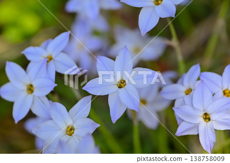 Hananilla 138758009