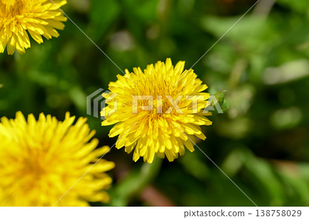  Dandelion 138758029