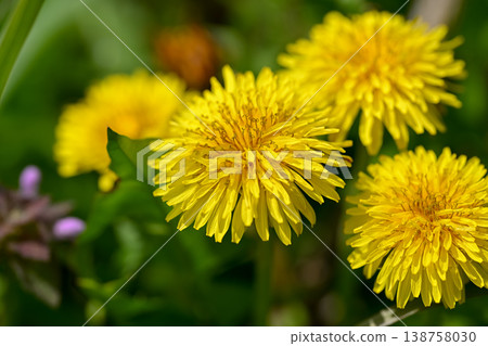  Dandelion 138758030